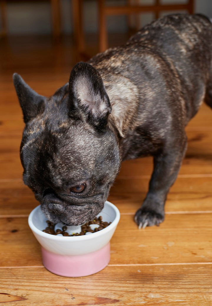 ペット食器 アペティ 犬用 ラウンドL – マルラボ