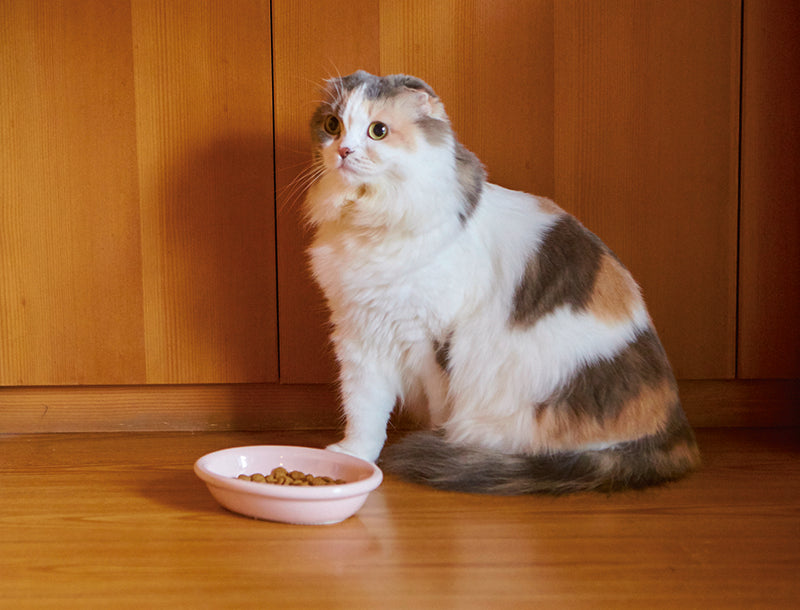 ペット食器 アペティ 猫用 オーバル – マルラボ
