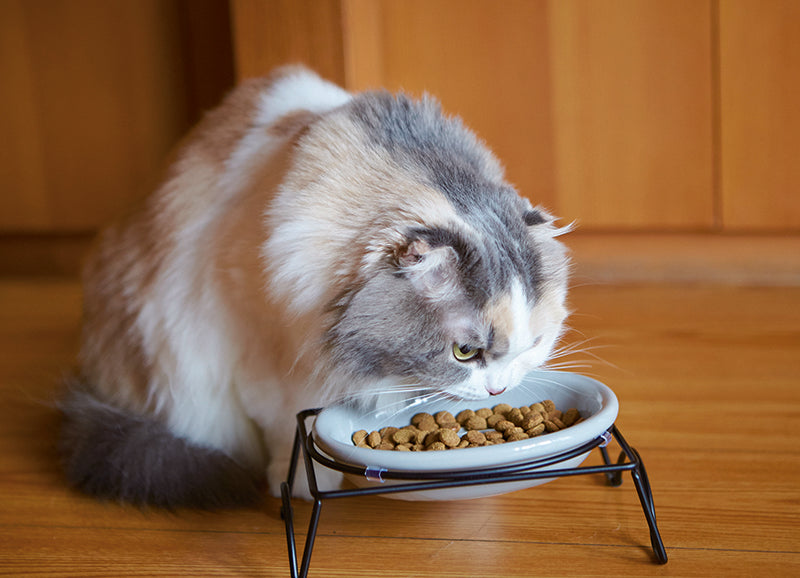 ペット食器 アペティ 猫用 オーバル – マルラボ